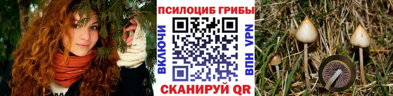 даркнет сайт  kraken рабочий сайт  Псилоцибиновые грибы Psilocybe  Щигры 